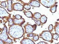 Staining with mouse monoclonal EGFR [Clone 31G7] antibody in formalin-fixed paraffin-embedded human placenta.